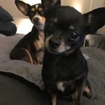 Dennis Emery - @ipetshop - Instagram