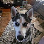 Dennis Eugene - @denniseugene181 - Instagram