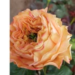 Dennis Flowers - @dennisflowers2025 - Instagram