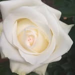 dennis fs flowers - @stali_nalex2009 - Instagram