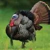 Dennis Folkerts - @dennis.folkerts5 - TikTok