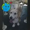 dennisgandy96 - @dennis.gandy1 - TikTok