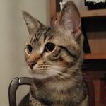 Dennis - @dennis_le_gatto - Instagram