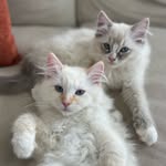 Dennis & George - @dennis.and.george - Instagram