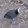 Dennis Glazenborg265 - @dennisglazenborg2 - TikTok