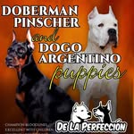 Dennis Greenblatt - @greenblattdennis - Instagram