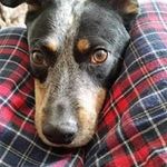 Dennis Grigg - @dennisgrigg - Instagram