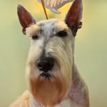 @groom_dennis - Instagram