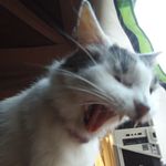 Dennis Guinn - @howling_kitty - Instagram