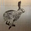 Dennis Kane_The Hunted Hare - @denniskane_thehun - TikTok
