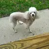 Happy - @dennishare - TikTok