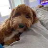 Dennis He - @baileythedoodledoggo - TikTok