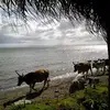 Dennis Herrick619 - @dennisherrick619 - TikTok