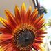 Dennis Holstein - Facebook