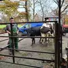 Der Farmer - @dennisjacobi7 - TikTok