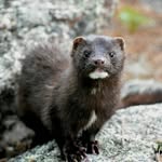 Dennis Kay - @dennis.icecap1 - Instagram