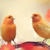 Dennis Kimble - @denniskimble7364 - TikTok