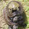 Turtle man - @blaydendennis - TikTok