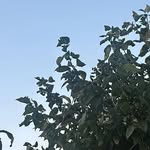 Dennis Ledwon - @dennisledwon - Instagram