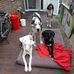 Dennis Laenen - Facebook