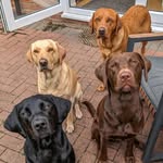 Mabel💛 Dennis🧡 Betty🖤 & Percy🤎 - @mabel_and_dennis - Instagram