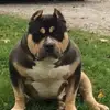 Dennis Mahan - @user297816827 - TikTok
