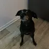 dennisschaumann83 - @dennismalina26 - TikTok