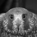 Dennis Maynes - Facebook