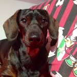 Dennis Motta - @_dennismotta_ - Instagram