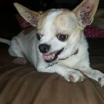 Dennis Ryan Nutter - @classiccarguy76 - Instagram