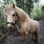 Dennis, Susan & Joe - @antics_of_dennis_pack_pony_ - Instagram