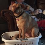 The Dennis Pack - @the_dennis_pack - Instagram