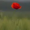 Dennis Partridge - @dennis.partridge - TikTok