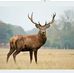 Dennis Pate - Facebook