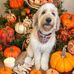 Dennis Peck - Facebook