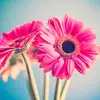 Dennise Perales - @dennise.perales - TikTok