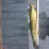 Dennis Petermann - @dennis.petermann - TikTok