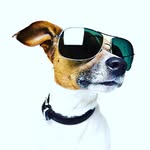 Dennis Petrișor - @dennis.petrisor - Instagram