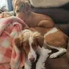 Dennis Pettitt - @dennis.pettitt - TikTok