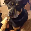 dennispeyton732 - @dennispeyton732 - TikTok