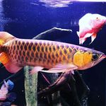 Dennis Phang - @dennis.phang - Instagram