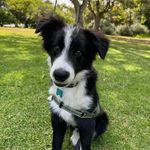 Dennis Piccoli - @deno_1963 - Instagram