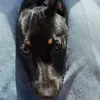 dennispieper786 - @dennispieper786 - TikTok