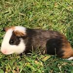 Dennis - @dennispigg8 - Instagram