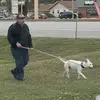 dennispigg - @dennispigg - TikTok