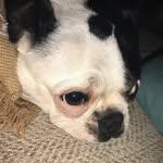 Piggy - @piggy.dennis - Instagram