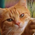 Dennis Pimenta - @dennispimenta3 - Instagram
