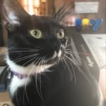Denise Pinney - @crazycatsndogs278 - Instagram