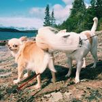 Charlie Manson x Dennis Rader - @theburritoboyz - Instagram