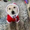 dennisreppucci_spams - @dennisreppucci_spams - TikTok